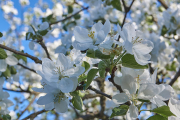 Apple trees bloom in the gardens.