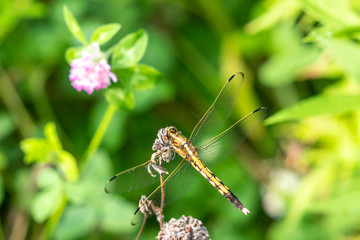 シオカラトンボ