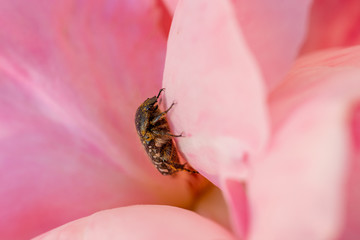 Flower beetle among the petals of a pink rose