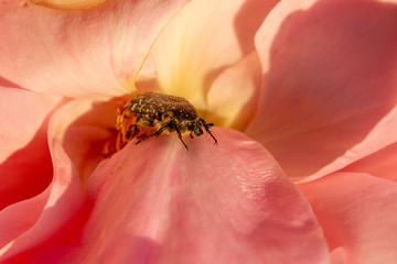 Flower beetle among the petals of a pink rose