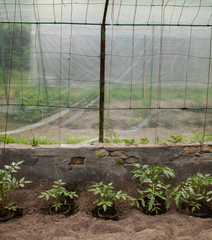 Growing the tomatoes in the greenhouse