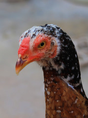 Close up head and neck of a hen, Chicken Head Close-Up