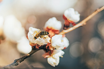 Apricot flowers on a beige background, a bee collects nectar.