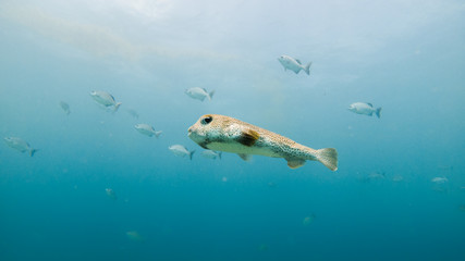 Big pufferfish in blue water in Playa del Carmen, Quintana Roo, Mexico