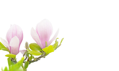 Pink magnolia flowers isolated on white © photohampster