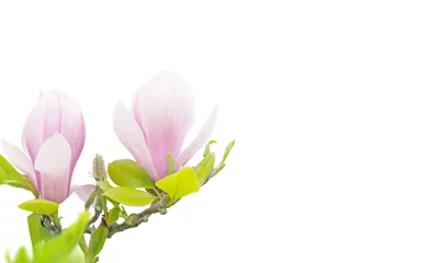 Fototapeten Magnolie Pink magnolia flowers isolated on white  © photohampster