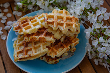 Plate with Belgian waffles with homemade cottage cheese standing on a wooden table decorated with a flowering cherry branch. Breakfast for the whole family