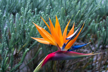 Obraz na płótnie Canvas Close up shot of Strelitzia flower