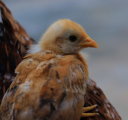 cute little chick on her mother shoulder, Cute little chicken close up, chick with hen