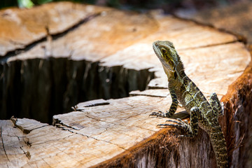 Lézard pas farouche