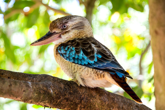 Kookaburra Queensland