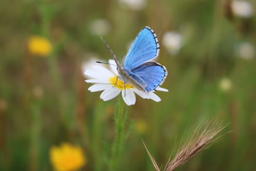 Borboleta azul pousada numa margarida.