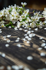 A branch of blooming cherry lying on a wooden background