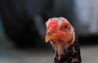 Close up head and neck of a hen, Chicken Head Close-Up