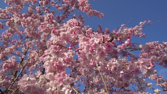 Cherry blossoms swaying in the wind
