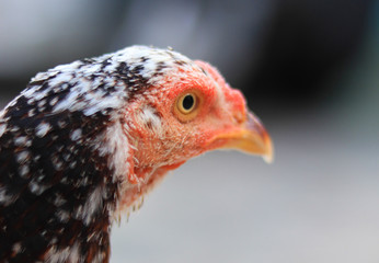 Close up head and neck of a hen, Chicken Head Close-Up