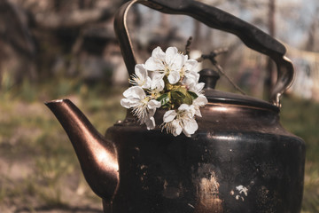 Old grunge soot vintage teapot with cherry spring white flowers. Outdoors recreation picnic mood