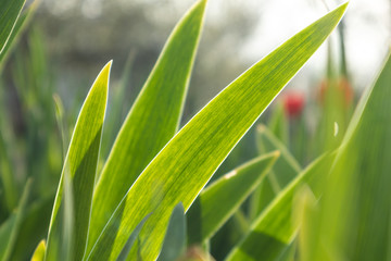 Green young grass flower leaves on bright sun shine through in garden. Spring sunny development growth
