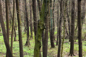 Forest in early spring.