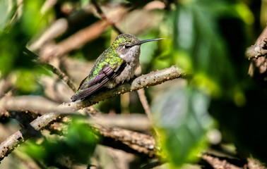 zunzun cuba © Miguel