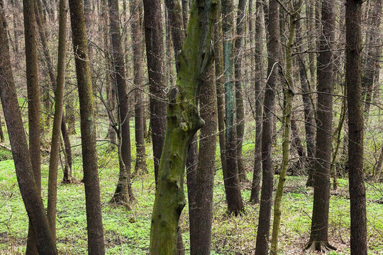 Forest in early spring. © rootstocks