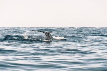Fototapeta premium whale tail