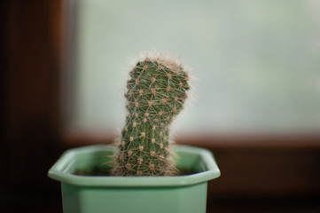 Small cactus in a light green flower pot standing on the wooden window sill indoor, succulent...