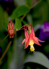 Columbine, flower