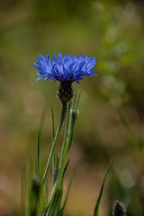 Cornflower, Centaurea cyanus, Asteraceae. Cornflower Herb or bachelor button flower in garden.