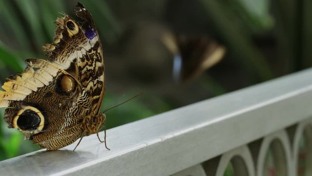 Pan across tattered blue morpho resting on stainless steel hand rail macro