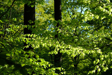 Beautiful fresh young green beech leaves against morning sunlight. Trees, tree trunks, branches, spring forest and blue sky background.
