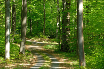 Obraz premium Close up trees and tree trunk German beech forest in spring. Fresh young green vibrant leaves and forest road background. Beautiful vibrant colour and natural morning sunlight.