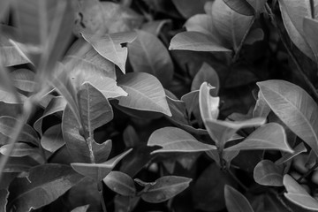 Black and white leaves