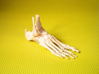Feet bone model over a yellow background.