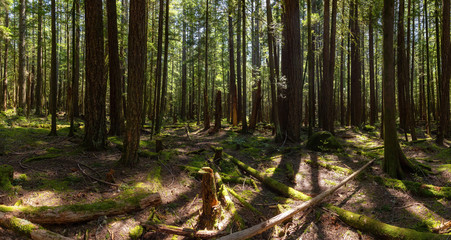 Beautiful Panoramic View of Rain Forest during a vibrant sunny springtime day. Taken in Squamish, near Vancouver, British Columbia, Canada.