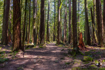 Obraz premium Beautiful Path in the Rain Forest during a vibrant sunny springtime day. Taken in Squamish, near Vancouver, British Columbia, Canada.