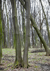 Leafless forest in early spring.