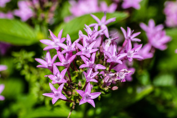 Fototapeta premium Purple pentas