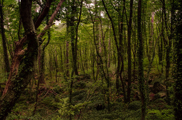  forest