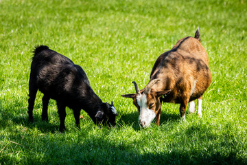 goats on the meadow