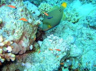 Fototapeta na wymiar Underwater shooting, fish, corals, sea diving.