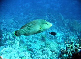 Fototapeta na wymiar Underwater shooting, fish, corals, sea diving.