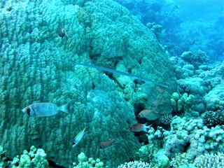 Underwater shooting, fish, corals, sea diving.