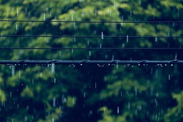 雨と電線