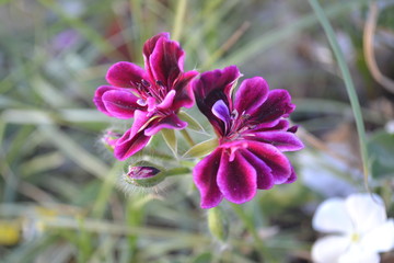 purple flowers in the garden