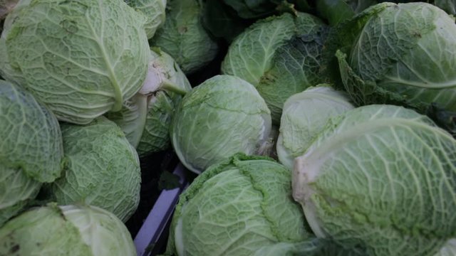 Closeup of fresh savoy cabbages. Vegetable background. Vegetarian food concept