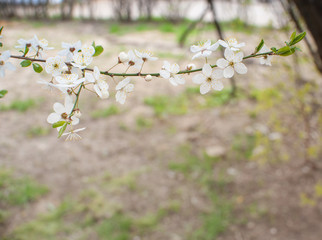 Apple blossom, Apple flowers on a branch.