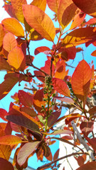 スモークツリーの新芽