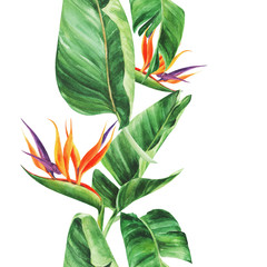 Seamless pattern with  tropical leaves, strelitzia on an isolated white background, watercolor jungle, botanical drawing.