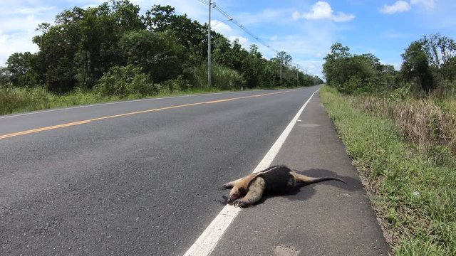 Road kill with tamandua killed by a car on the highway in rural Panama, Central America. Country road with dead animal carcass on asphalt